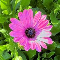 オステオスペルマムの画像