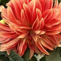 金魚草,金魚草,ロザンナ,ダリア大輪,かつお菜 .の画像