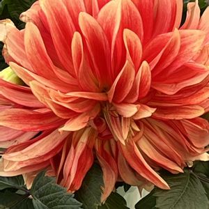 金魚草,金魚草,ロザンナ,ダリア大輪,かつお菜 .の画像