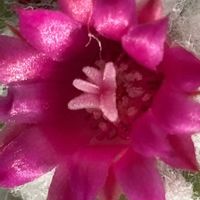 サボテン,星月夜,サボテン星月夜の画像