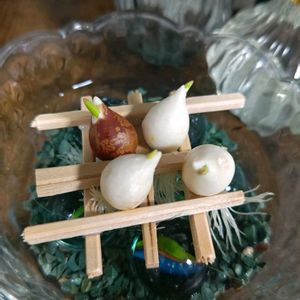 ケヤキ,原種チューリップテータテート,リビング窓辺,いつもの公園,根活の画像