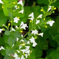 カラミンサ,カラミンサ・ネペタ,安曇野,信州大好き⛰️,白い花の画像