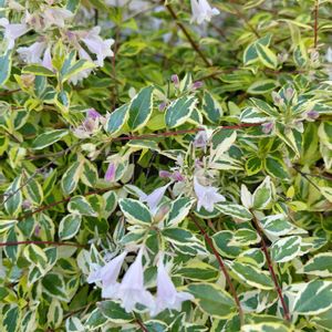 斑入りアベリア,お出かけ先の画像