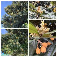 ビワ,ビワ,枇杷,枇杷,枇杷の実の画像