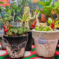 パキポディウム・グラキリス,蛾眉山,コノフィツム マウガニー,塊根植物,珍奇植物の画像