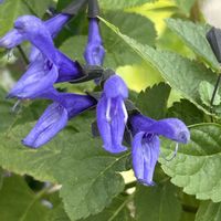 サルビア・ガラニチカ,iPhone撮影,ホッコリ,紫色の花,寒さに負けずの画像