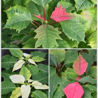 ポインセチア,挿し木,沖縄,おうち園芸,庭の画像