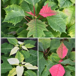 ポインセチア,挿し木,沖縄,おうち園芸,庭の画像