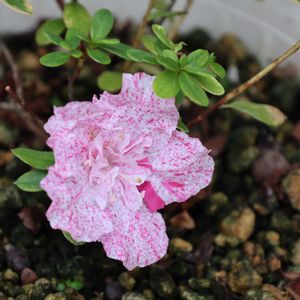 アザレア アクアレル,アザレア アクアレル,挿し木,沖縄,おうち園芸の画像