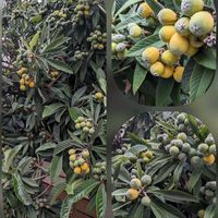 ハナミズキ,ビワ,ルドベキア,昨日のルドベキアは寒そうでした。,葉の落ちた…❤️の画像