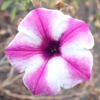 サフィニア,鉢植え,室内の画像