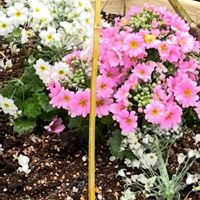 プリムラ マラコイデスの画像