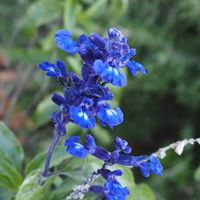 コキア,サルビア,ブルーサルビア,金曜日の蕾たち,Juneの会の画像