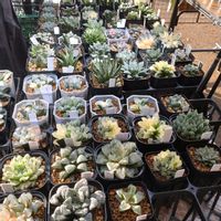 ハオルチア,多肉植物,多肉大好き,サボテン科,多肉植物とサボテンの画像