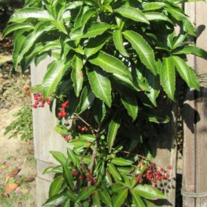 ホトトギス,マンリョウ,タケ,マルバウツギ,日本庭園の画像