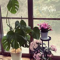 モンステラ,デンマークカクタス,ニオイザクラ,陽のあたる縁側,花のある暮らし❤の画像