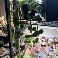 ペペロミア,ペペロミア ホープ,観葉植物,肉厚な葉,植物のある暮らしの画像