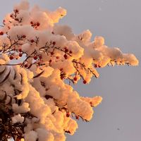 フランネルフラワー,ナンテン(南天),初雪,季節を楽しむ,庭の画像