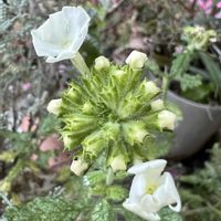 バーベナの画像