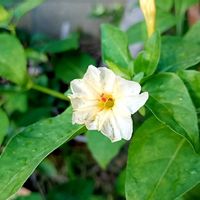 オシロイバナ,オシロイバナ,オシロイバナ愛好家友の会,オシロイバナいっぱい運動,オシロイバナ2025の画像