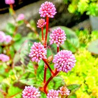 ヒメツルソバ,先日の朝の散歩道で,散歩道の道路沿いにの画像