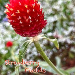 千日紅,千日草,キバナセンニチコウ,ドライフラワー,フラワーアレンジメントの画像