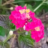 アマリリス,ランタナ,シロスジアマリリス,真っ赤,花のある暮らしの画像