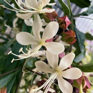 白が好き,#ガーデニング,エクステリアの画像