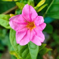 オシロイバナ,オシロイバナ,ピンクの花,雑草好き,ご近所散歩の画像