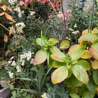 キクタニギク,サルビア,ペンタス,ノジギク,シマカンギクの画像