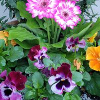 皇帝ダリア,プリムラ マラコイデス,ポリゴナム（ヒメツルソバ）,花のある暮らし,GSの繋がりに感謝♡の画像