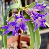 テッポウユリ,タカサゴユリ,シロスジアマリリス,ブルーアマリリス,山野草の画像