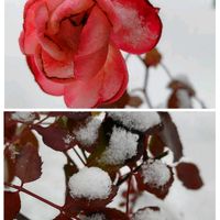 バラ,星美人,秀麗,秀麗,吹雪の松の画像