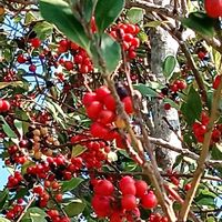 クロガネモチ,クロガネモチ,赤い実の画像
