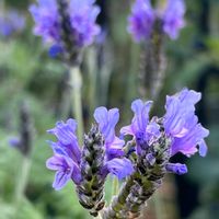 ラベンダー,レースラベンダー,花のある暮らし,冬の庭,紫色の花の画像