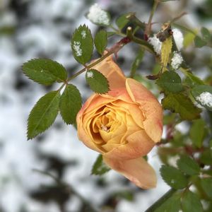 バラ,ミニバラ・モカ,ナチュラルガーデン,イングリッシュガーデン,ハーブガーデンの画像