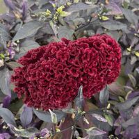 ケイトウ,赤い花,元気！,iPhone撮影,今日も良い1日をの画像