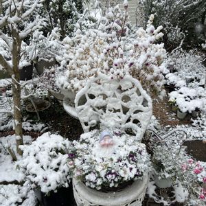 葉牡丹,花のある暮らし,ハンギングバスケット,ハンギング,我ら宮城県民の画像