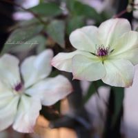 アケビ,マクロペタラ・ウェッセルトン,クレマチス・フォンドメモリーズ,月桃（げっとう）,クレマチス 水面の妖精の画像