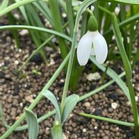 スノードロップの画像