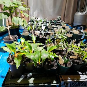 オリヅルラン,オリヅルラン・プリンセス・メイベル,オリヅルラン・プリンセス・メイベル,観葉植物,実生の画像