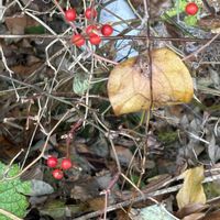 ワイルドストロベリー,ワイルドストロベリー,サルトリイバラの実,サルトリイバラの実,テンナンショウの実の画像