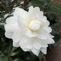 ザクロ,山茶花(さざんか）,山茶花(さざんか）,癒される,瑞々しいの画像