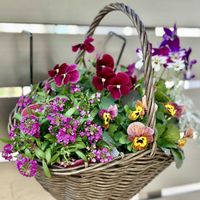 アリッサム,シロタエギク,ビオラ,冬の寄せ植え,花かごの画像