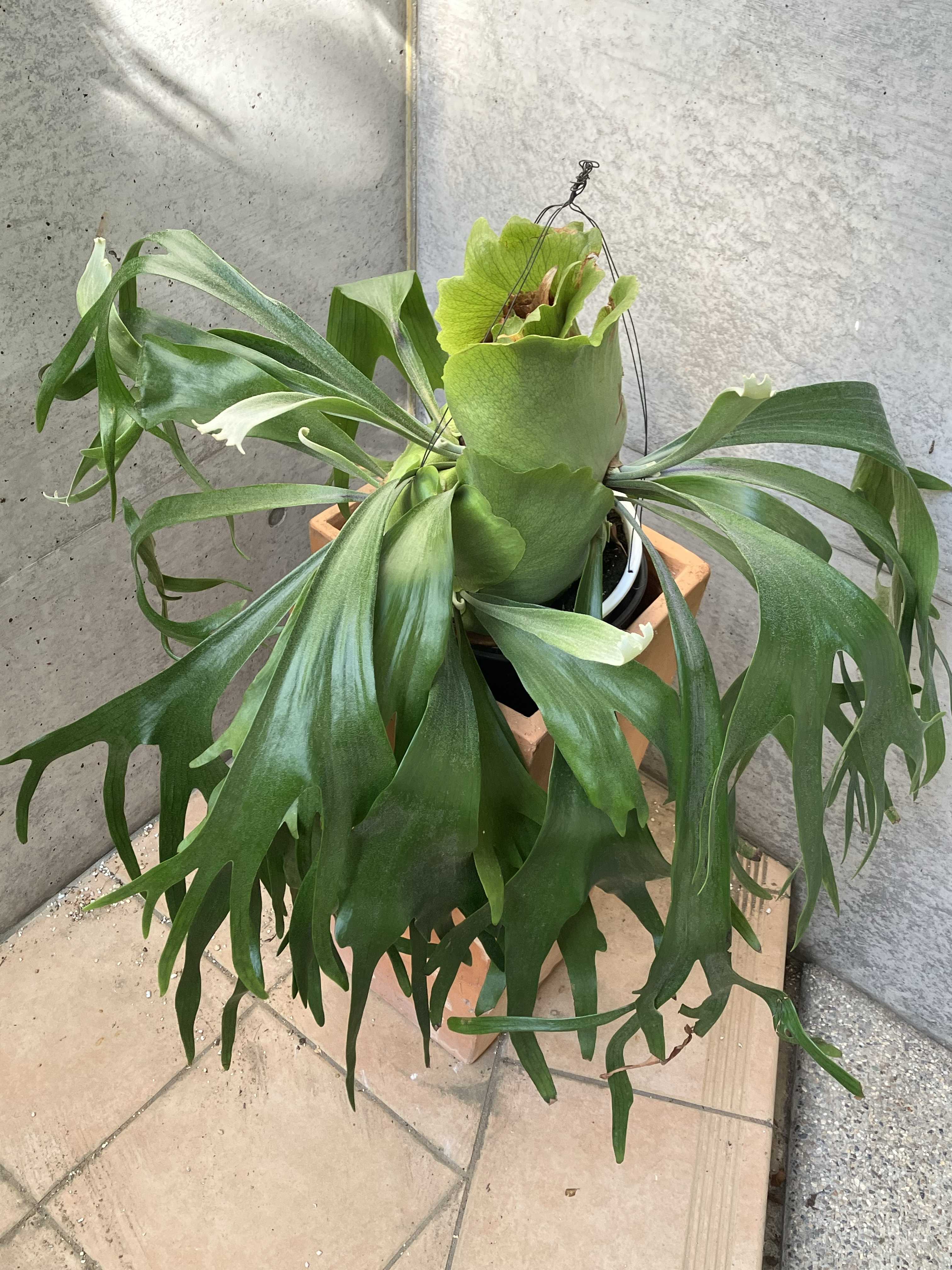 のり 2点 ビカクシダ 成長点の向き2 ビカクシダの森