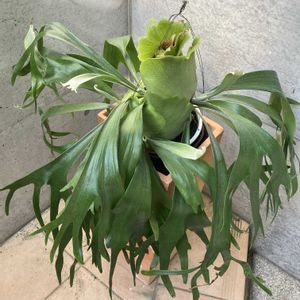 コウモリラン,ビカクシダ,多肉植物,塊根植物,シダ植物の画像