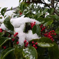 ツツジ,ヤマボウシ,クロガネモチ,ヒイラギモクセイ,繋がりに感謝✨の画像