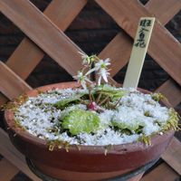 ナデシコ,ムスカリ,大文字草,山野草,冬本番の画像