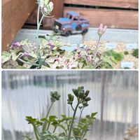 七宝樹,七宝樹錦,七宝樹の花,多肉植物,ガーデニングの画像