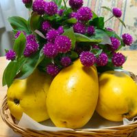 カリン,センニチコウ,かりんの実,ミッチの会の画像